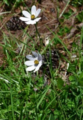 Cosmos diversifolius