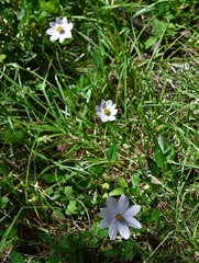 Cosmos diversifolius