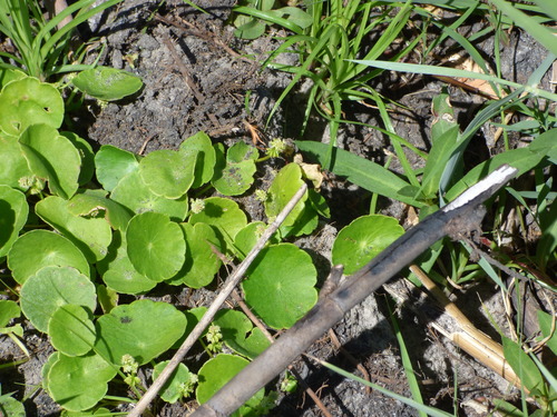 Hydrocotyle verticillata image