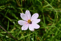 Cosmos diversifolius