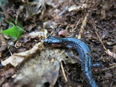 Plethodon jordani