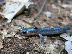 Plethodon jordani