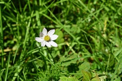 Cosmos diversifolius
