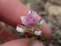 Orthocarpus cuspidatus