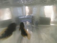 Chasmodes bosquianus