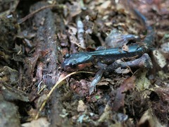 Plethodon jordani
