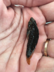 Chasmodes bosquianus