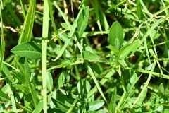 Cosmos diversifolius
