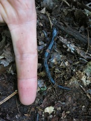 Plethodon jordani