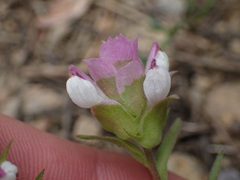 Orthocarpus cuspidatus