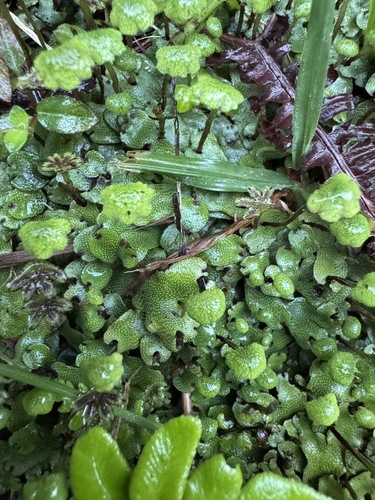 Marchantia chenopoda observed 2025-01-20