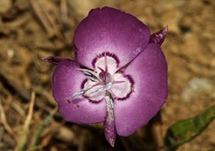 Calochortus nudus