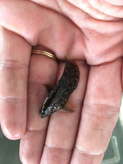 Chasmodes bosquianus