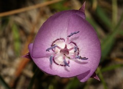 Calochortus nudus