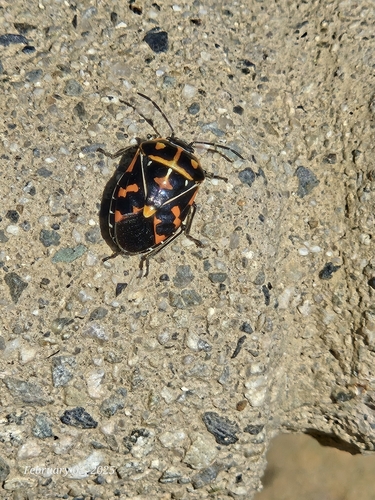 iNaturalist observation photo of Harlequin Bug