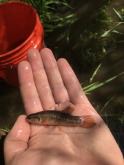 Umbra pygmaea