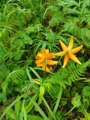 Lilium debile