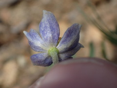 Anemone drummondii