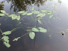 Nuphar ulvacea
