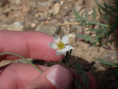 Anemone drummondii