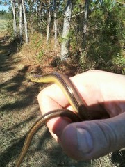 Ophisaurus ventralis