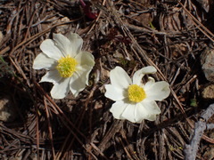 Anemone drummondii