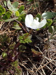 Anemone drummondii