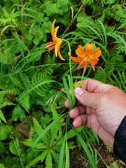 Lilium debile