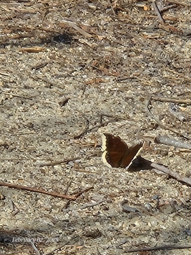 iNaturalist observation photo of Mourning Cloak