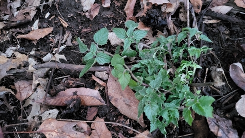 Image of Blephilia hirsuta by no rights reserved