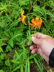 Lilium debile