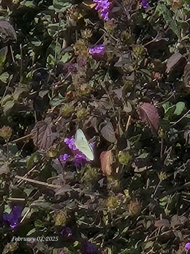 iNaturalist observation photo of Small White