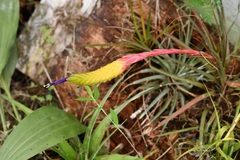 Tillandsia tricolor