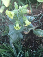 Nicotiana rustica