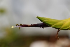 Tillandsia tricolor