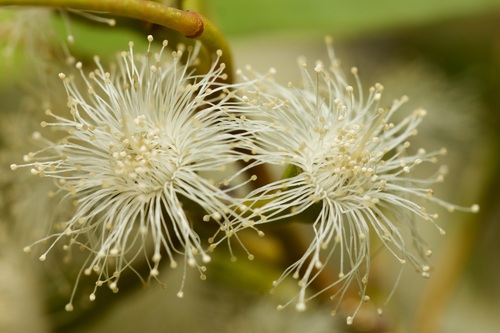 Eucalyptus foecunda observed 2025-02-03