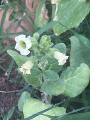 Nicotiana rustica