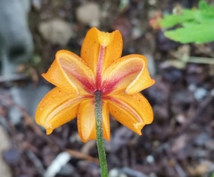 Lilium debile