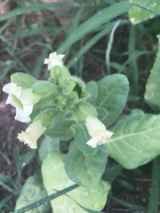 Nicotiana rustica