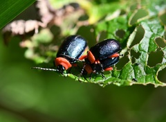 Asphaera abdominalis