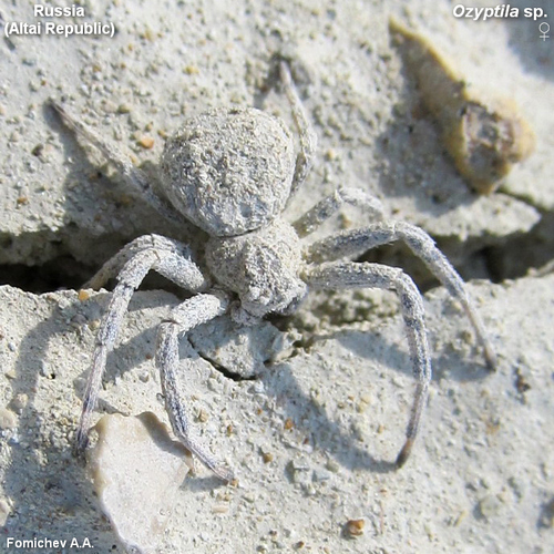 Leaflitter Crab Spiders