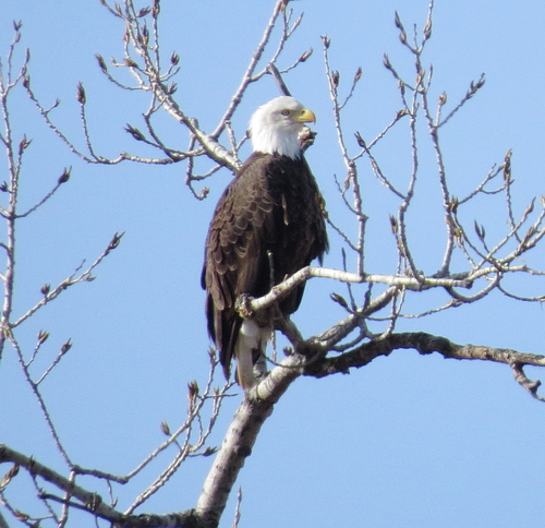 Bald Eagle photographed in Oklahoma