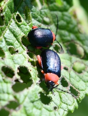 Asphaera abdominalis