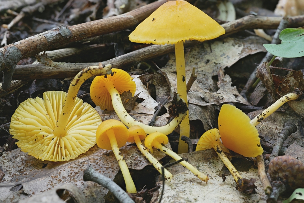 Humidicutis auratocephala