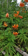 Lilium debile