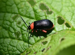 Asphaera abdominalis