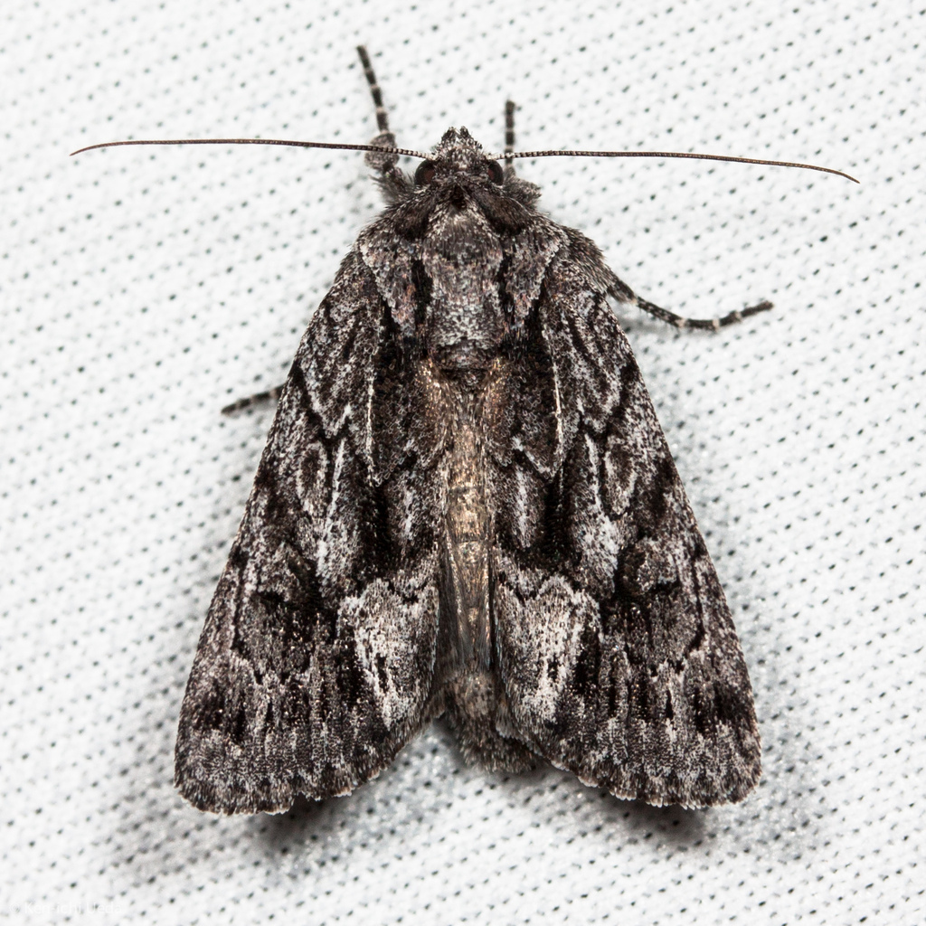 Sympistis californiae