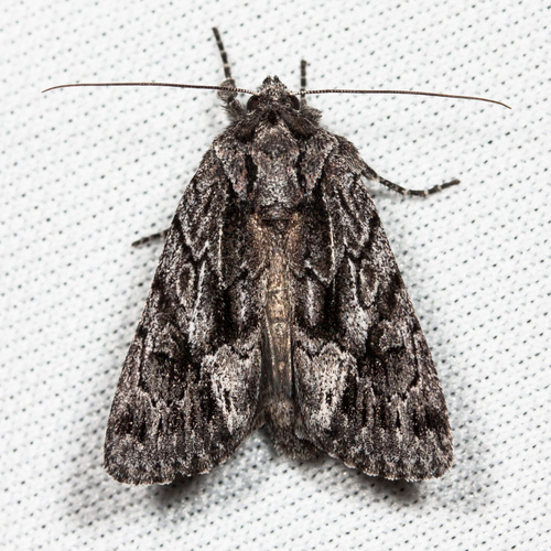 Sympistis californiae