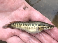 Northern Snakehead photo 4
