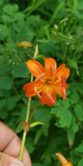 Lilium debile